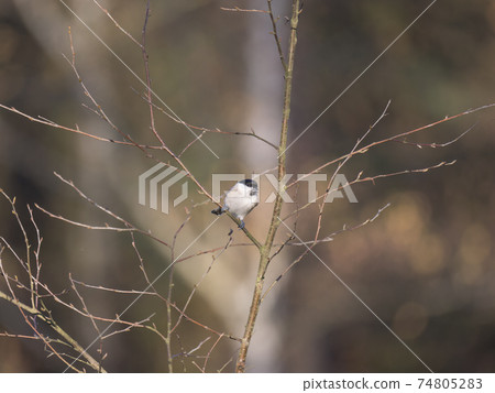 Close up Willow tit, Poecile montanus bird perched on the bare tree branch at winter time. Selective focus. 74805283