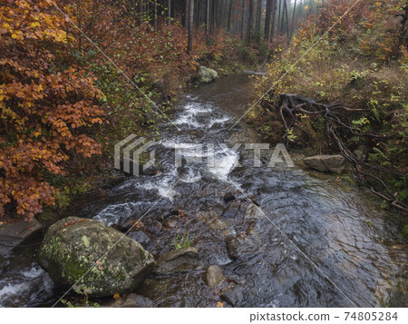 Magic forest water stream, creek in autumn with stones, moss, ferns, leaves and trees in Luzicke hory Lusatian Mountains, Czech Republic. Summer sunny day, golden light 74805284