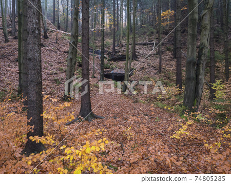 small spring cascade in autumn mixed forest with moss, ferns, stones and orange fallen leaves in Luzicke hory Lusatian Mountains, Czech Republic. Moody fall day small spring cascade in autumn mixed forest with moss, ferns, stones and orange fallen leaves in Luzicke hory Lusatian Mountains, Czech Republic. Moody fall day 74805285