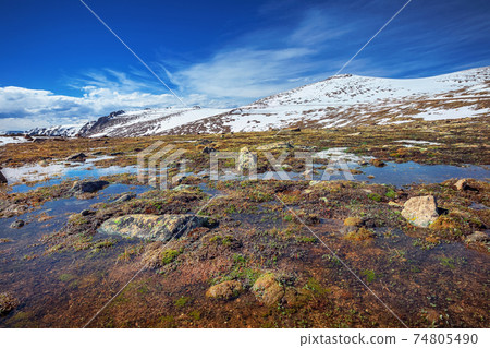 alpine tundra close to Forest Canyon Overlook in Rocky Mountains, Colorado, USA 74805490
