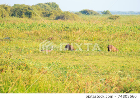 Beautiful Pantanal landscape, South America, Brazil 74805666