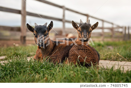 Two brown baby goat kids sitting in low grass at farm Two brown baby goat kids sitting in low grass at farm 74805745