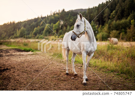 White arabian horse standing on farm ground, blurred meadow and forest background White arabian horse standing on farm ground, blurred meadow and forest background 74805747