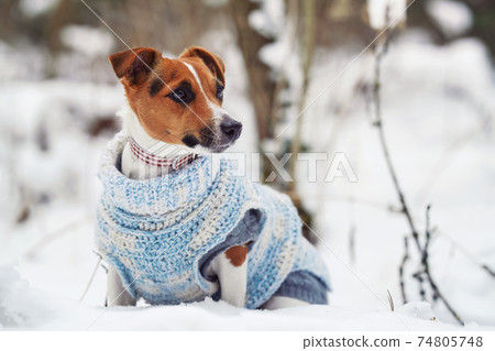Small Jack Russell terrier sitting on 