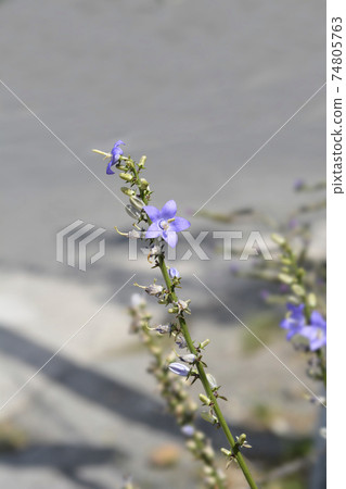 Chimney bellflower Chimney bellflower 74805763