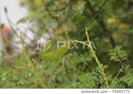 Bird of paradise Bird of paradise 74805775