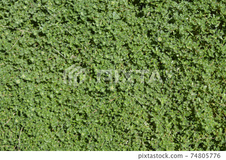 Wild thyme Wild thyme 74805776