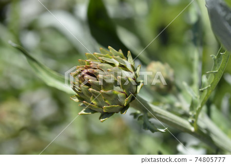 Artichoke thistle Artichoke thistle 74805777