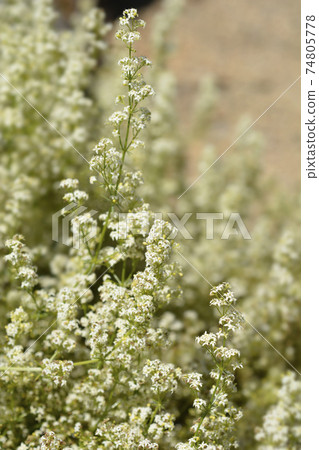 Mediterranean bedstraw Mediterranean bedstraw 74805778