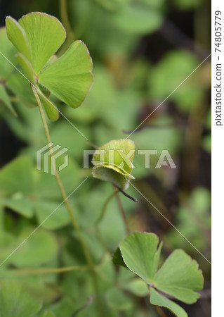 Four leaf pepperwort Four leaf pepperwort 74805779