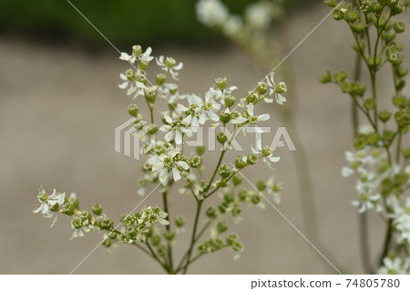 Fern-leaf dropwort Fern-leaf dropwort 74805780