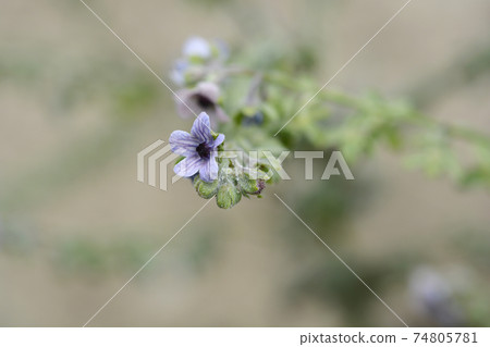 Cretan Blue hounds tongue Cretan Blue hounds tongue 74805781