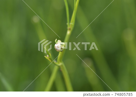 Giant scabious 74805785