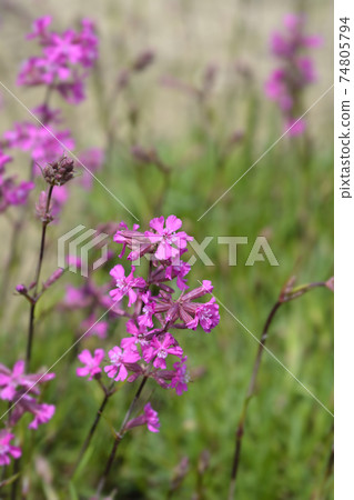 Sticky catchfly Sticky catchfly 74805794
