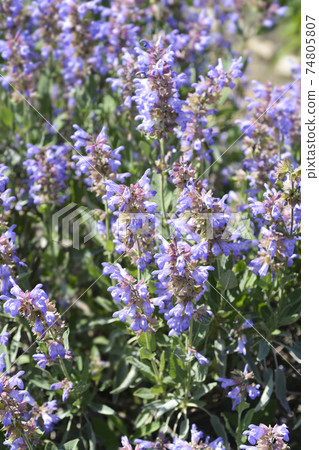 Common sage Common sage 74805807