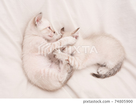 Share love. Cozy home. Small cute kittens relax on white Share love. Cozy home. Small cute kittens relax on white 74805900