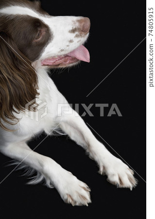 Closeup Of English Springer Spaniel 74805915