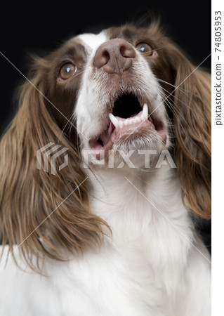 English Springer Spaniel Looking UP English Springer Spaniel Looking UP 74805953
