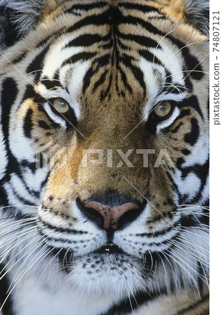 Tiger close-up of face Tiger close-up of face 74807121