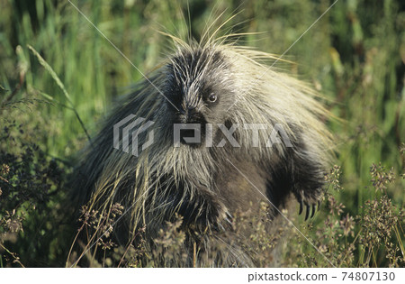 Porcupine in grass Porcupine in grass 74807130