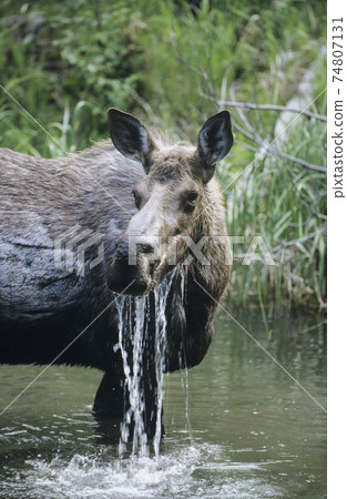 Female moose in lake Female moose in lake 74807131