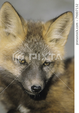Fox close-up of head Fox close-up of head 74807132