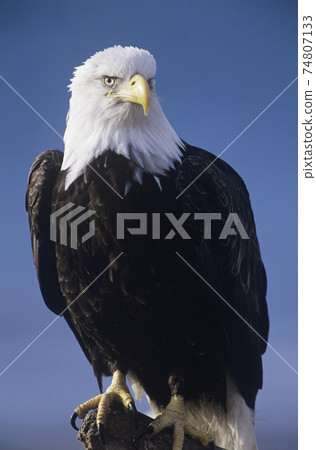 Alert Bald Eagle Alert Bald Eagle 74807133