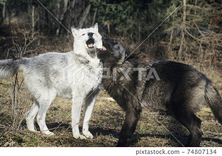 Two wolves playing near forest Two wolves playing near forest 74807134