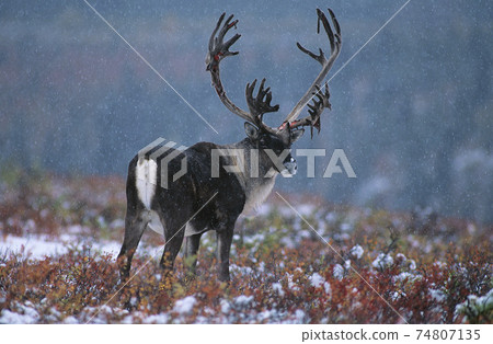 Deer in snow Deer in snow 74807135
