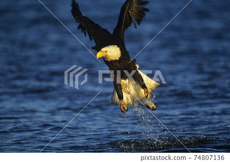 Bald Eagle catching fish in river 74807136