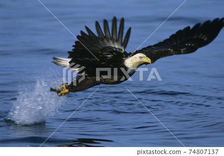 Bald Eagle catching fish in river Bald Eagle catching fish in river 74807137