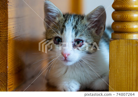 Cute Kitten With Infected Eyes Cute Kitten With Infected Eyes 74807264