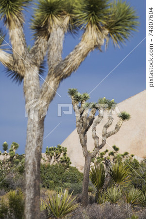 STOCK PHOTOGRAPHY PHOTOS STOCK PHOTOGRAPHY PHOTOS 74807604