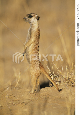 STOCK PHOTOGRAPHY PHOTOS STOCK PHOTOGRAPHY PHOTOS 74807680