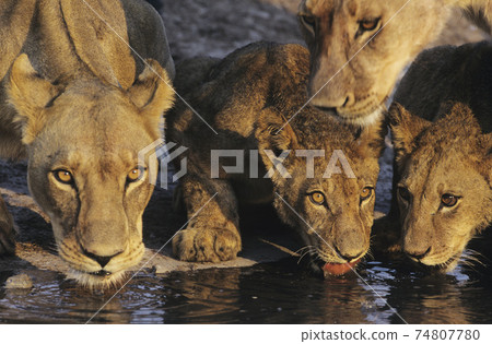 STOCK PHOTOGRAPHY PHOTOS STOCK PHOTOGRAPHY PHOTOS 74807780