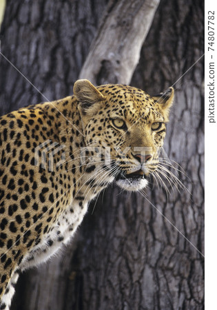 STOCK PHOTOGRAPHY PHOTOS 74807782