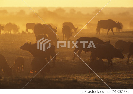 STOCK PHOTOGRAPHY PHOTOS STOCK PHOTOGRAPHY PHOTOS 74807783