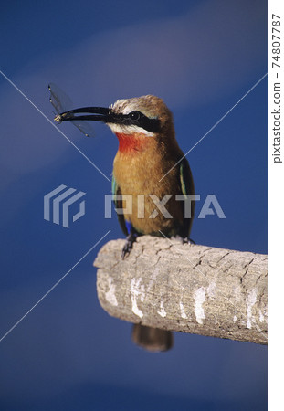 STOCK PHOTOGRAPHY PHOTOS 74807787