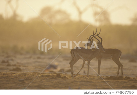 STOCK PHOTOGRAPHY PHOTOS 74807790