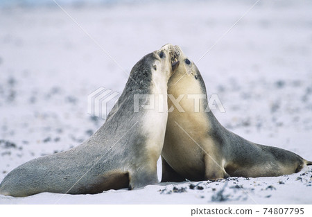 STOCK PHOTOGRAPHY PHOTOS 74807795