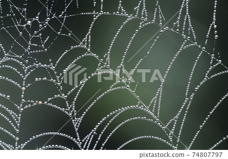 STOCK PHOTOGRAPHY PHOTOS 74807797