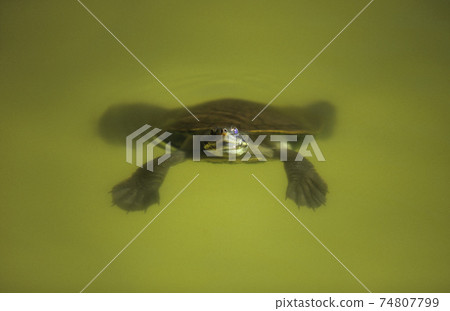 STOCK PHOTOGRAPHY PHOTOS 74807799