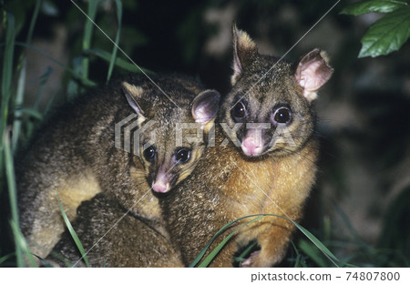 STOCK PHOTOGRAPHY PHOTOS 74807800
