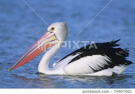 STOCK PHOTOGRAPHY PHOTOS 74807802