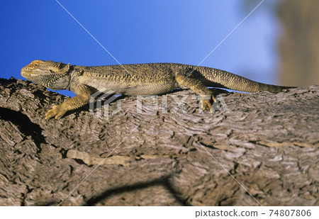 STOCK PHOTOGRAPHY PHOTOS STOCK PHOTOGRAPHY PHOTOS 74807806