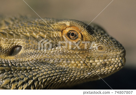 STOCK PHOTOGRAPHY PHOTOS STOCK PHOTOGRAPHY PHOTOS 74807807