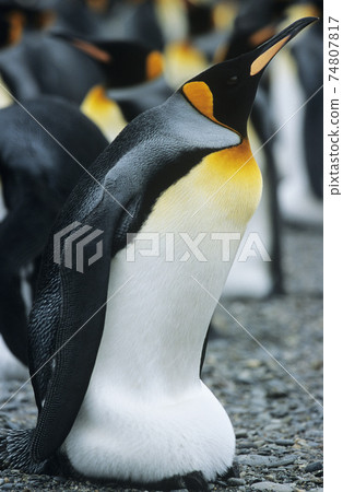 STOCK PHOTOGRAPHY PHOTOS 74807817