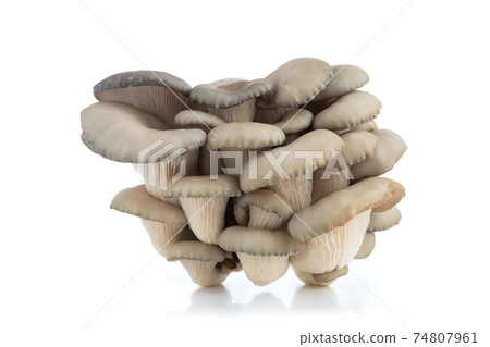 Oyster mushrooms on a white background. Fresh oyster mushrooms close-up on a white background. Oyster mushrooms on a white background. Fresh oyster mushrooms close-up on a white background. 74807961
