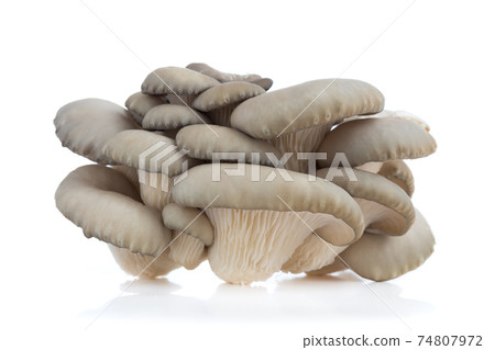Oyster mushrooms on a white background. Fresh oyster mushrooms close-up on a white background. 74807972