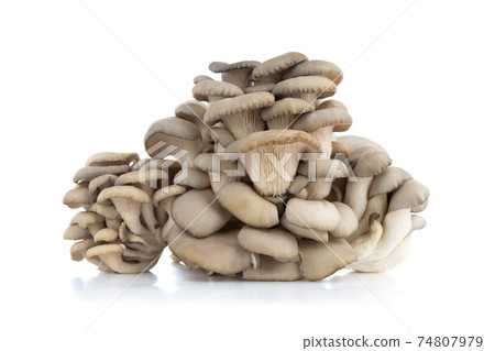 Oyster mushrooms on a white background. Fresh oyster mushrooms close-up on a white background. 74807979